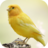 icon Canary Bird Sounds 2.0