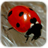 icon Ladybug 1.3